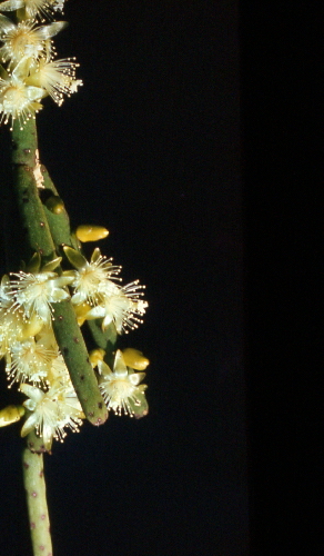 lepismium grandiflorum